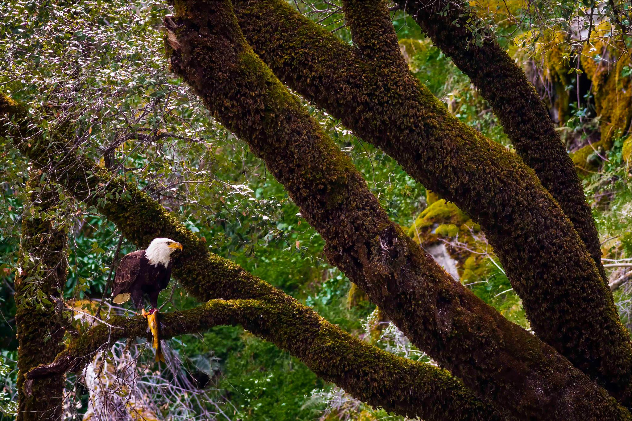 eagle on tree branch