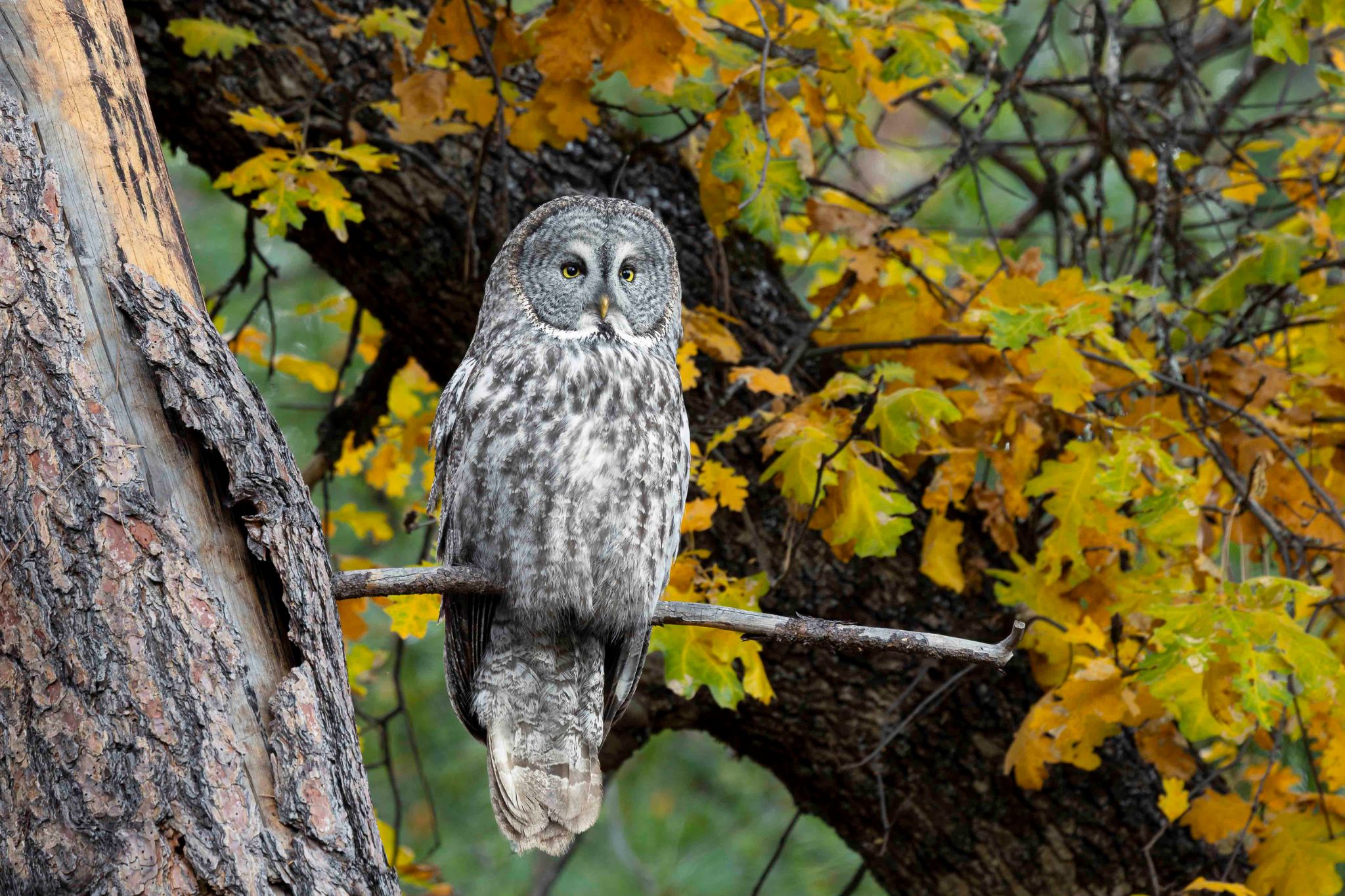 owl on tree branch
