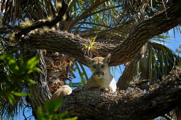 Uncontained Wildfire Tears Through Largest Florida Panther Habitat Uncontained Wildfire Tears Through Largest Florida Panther Habitat