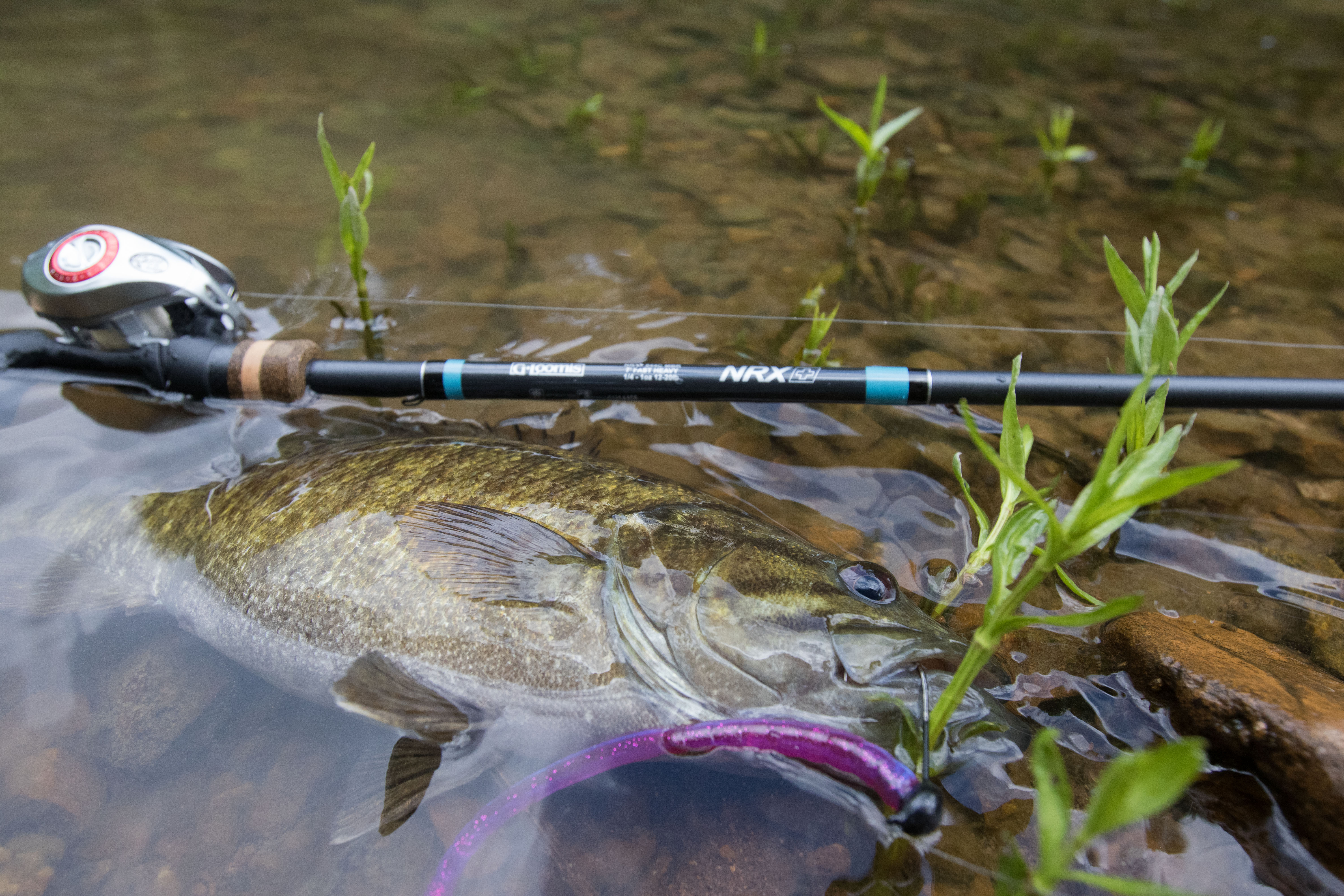 The G-Loomis NRX+ 844 MBR bass fishing rod next to a bass.