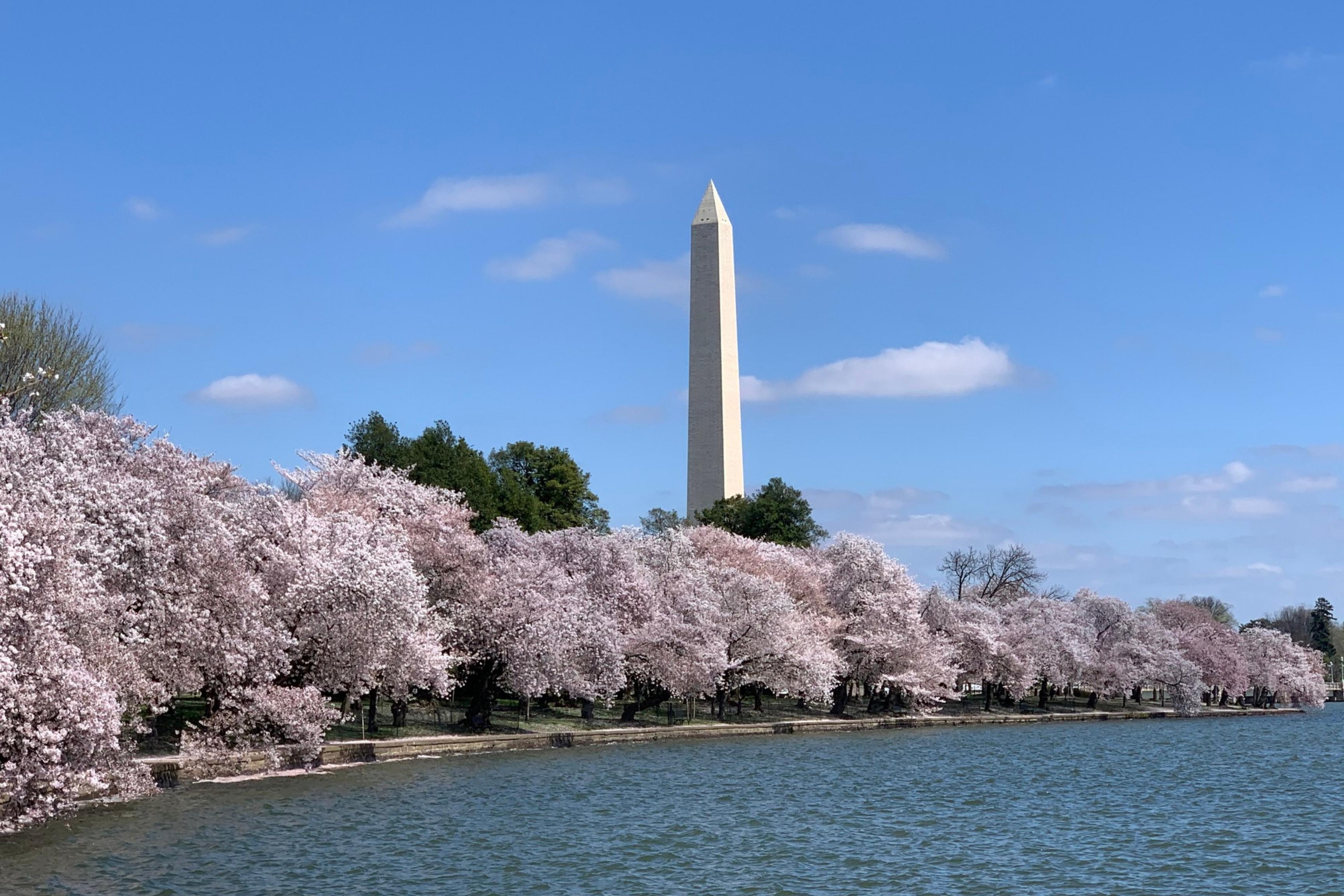 cherry blossoms with Washington Monument in the distance