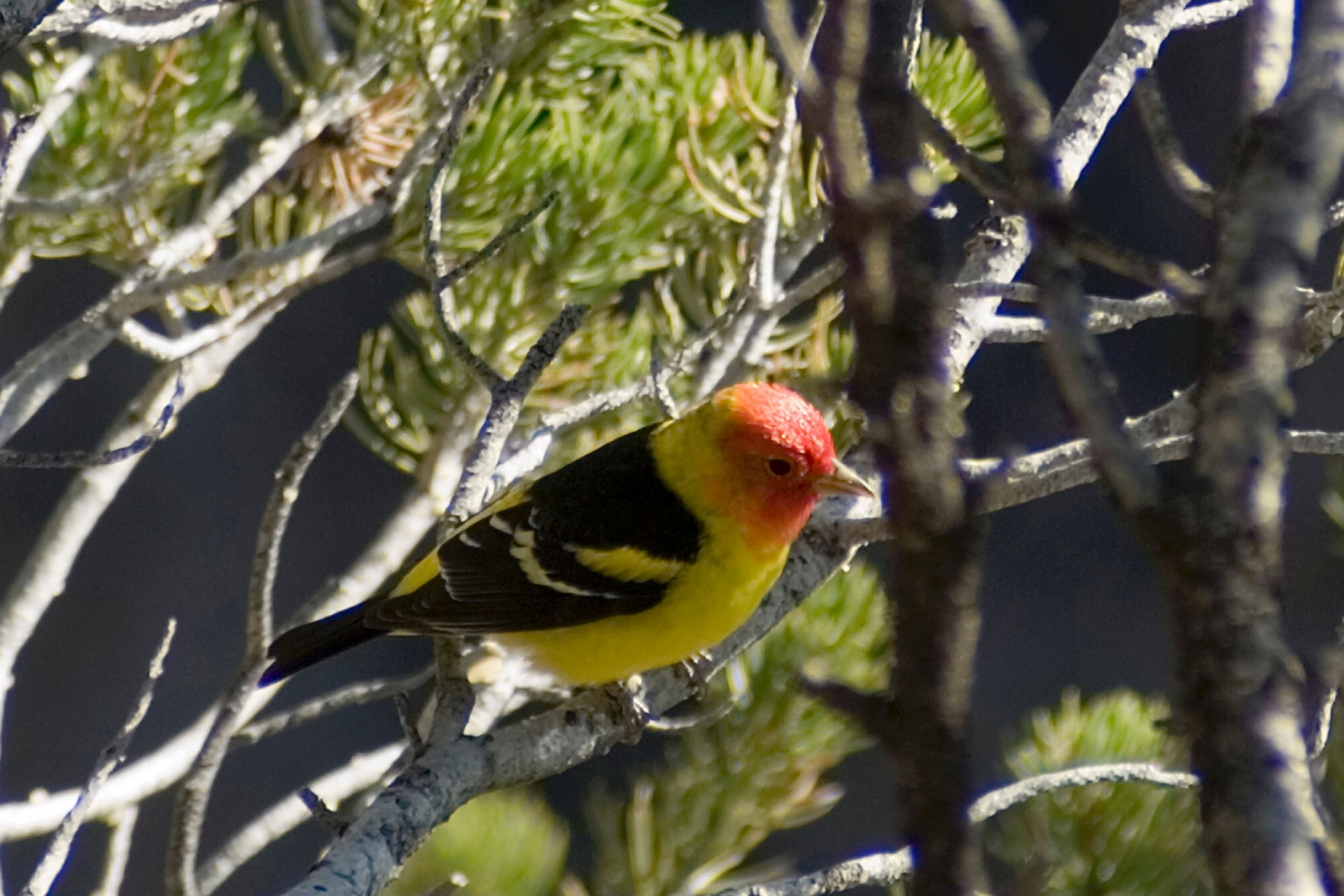Black, yellow, and red bird trees 
