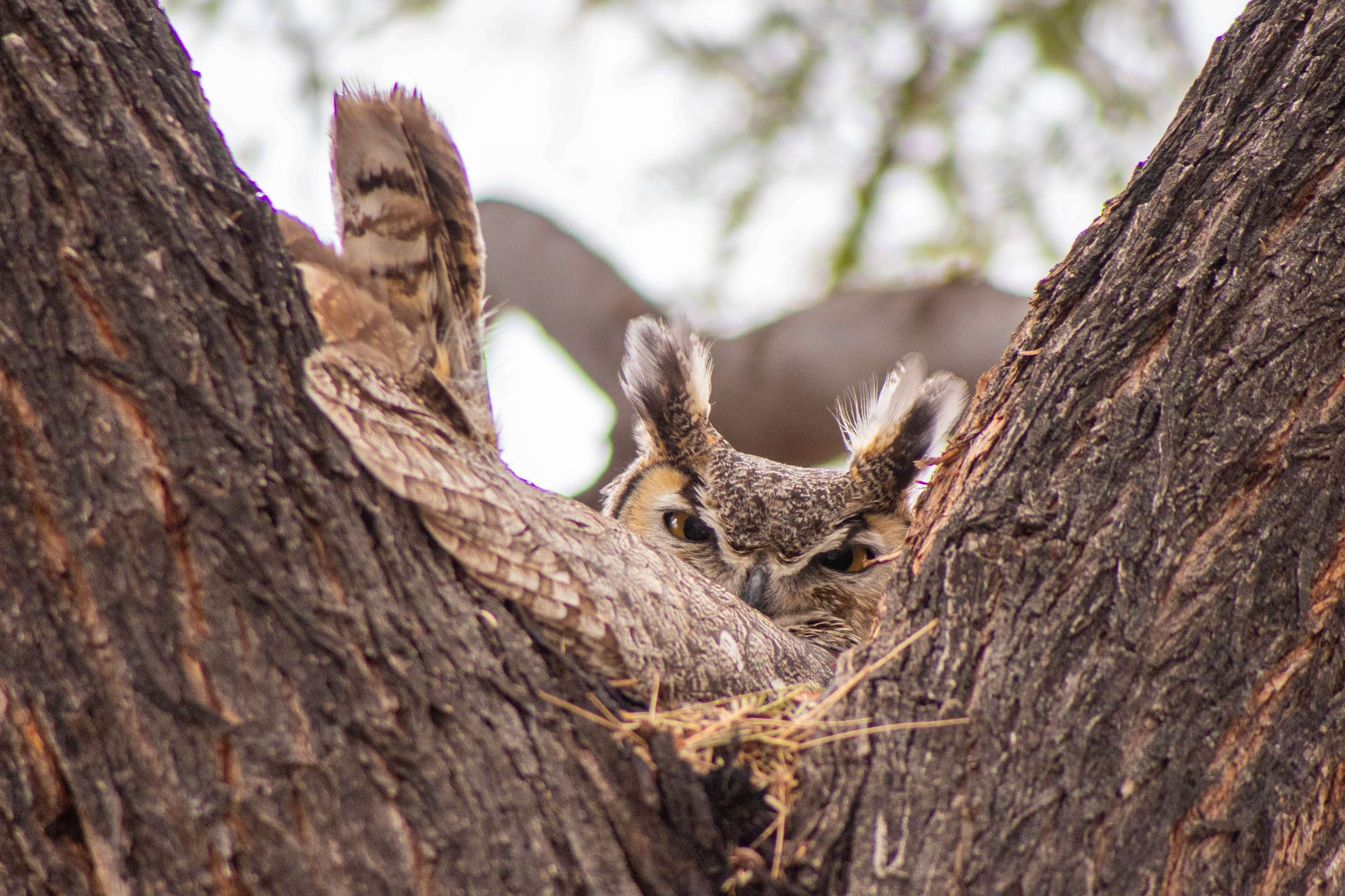 owl sits in tree