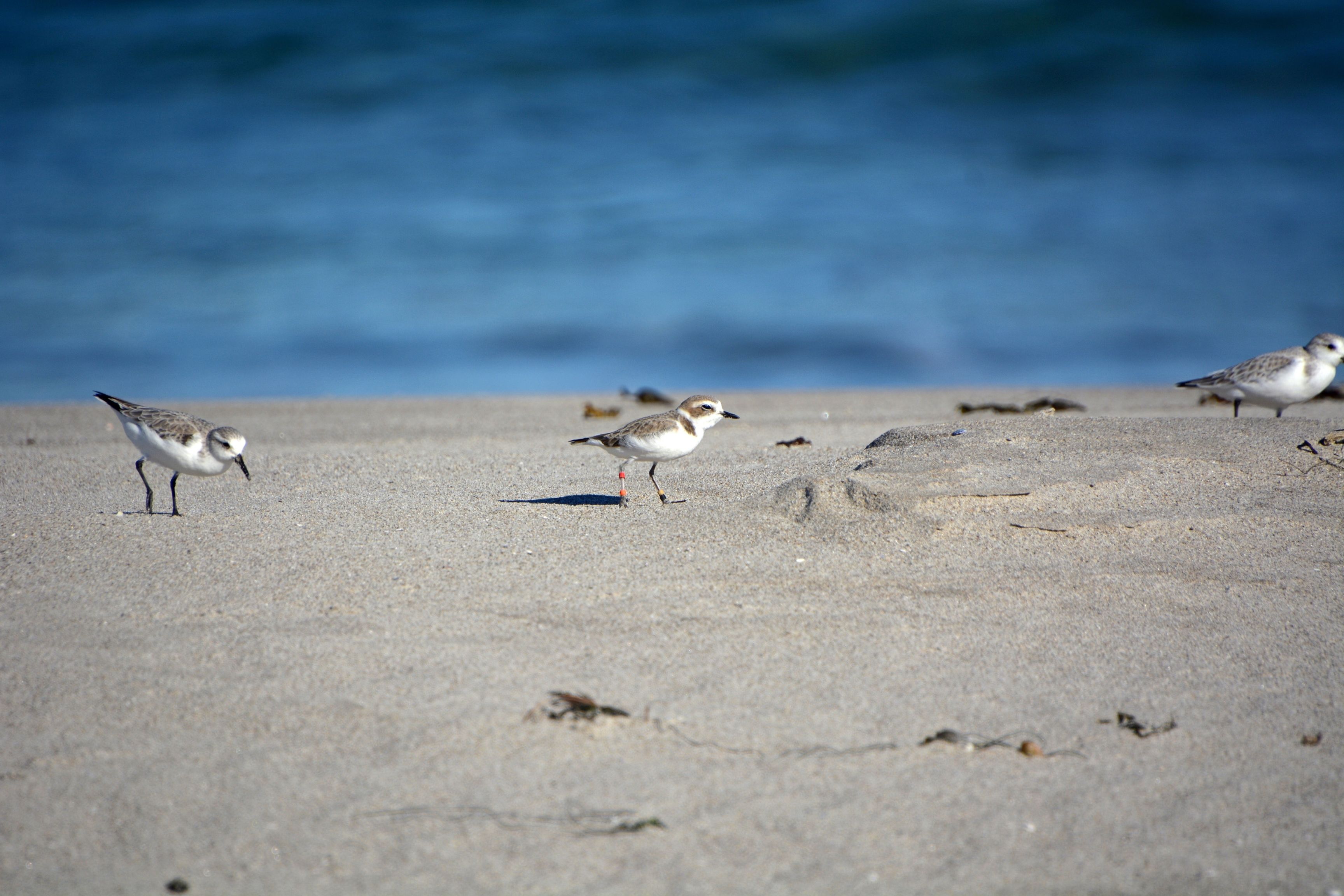white and brown birds on beach