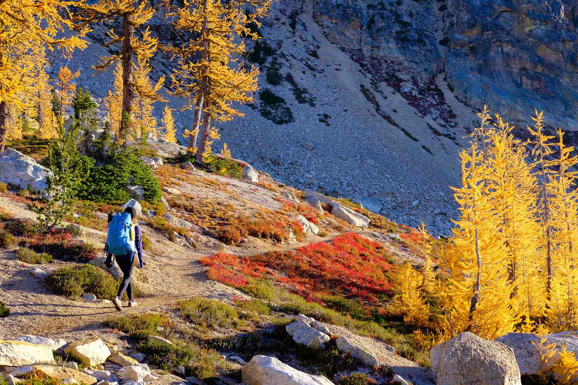 A Woman Hikes Through A Forest of Fall Color and Golden Larches. Cutthroat Pass, Pacific Crest Trail, North Cascades National Park, Washington.