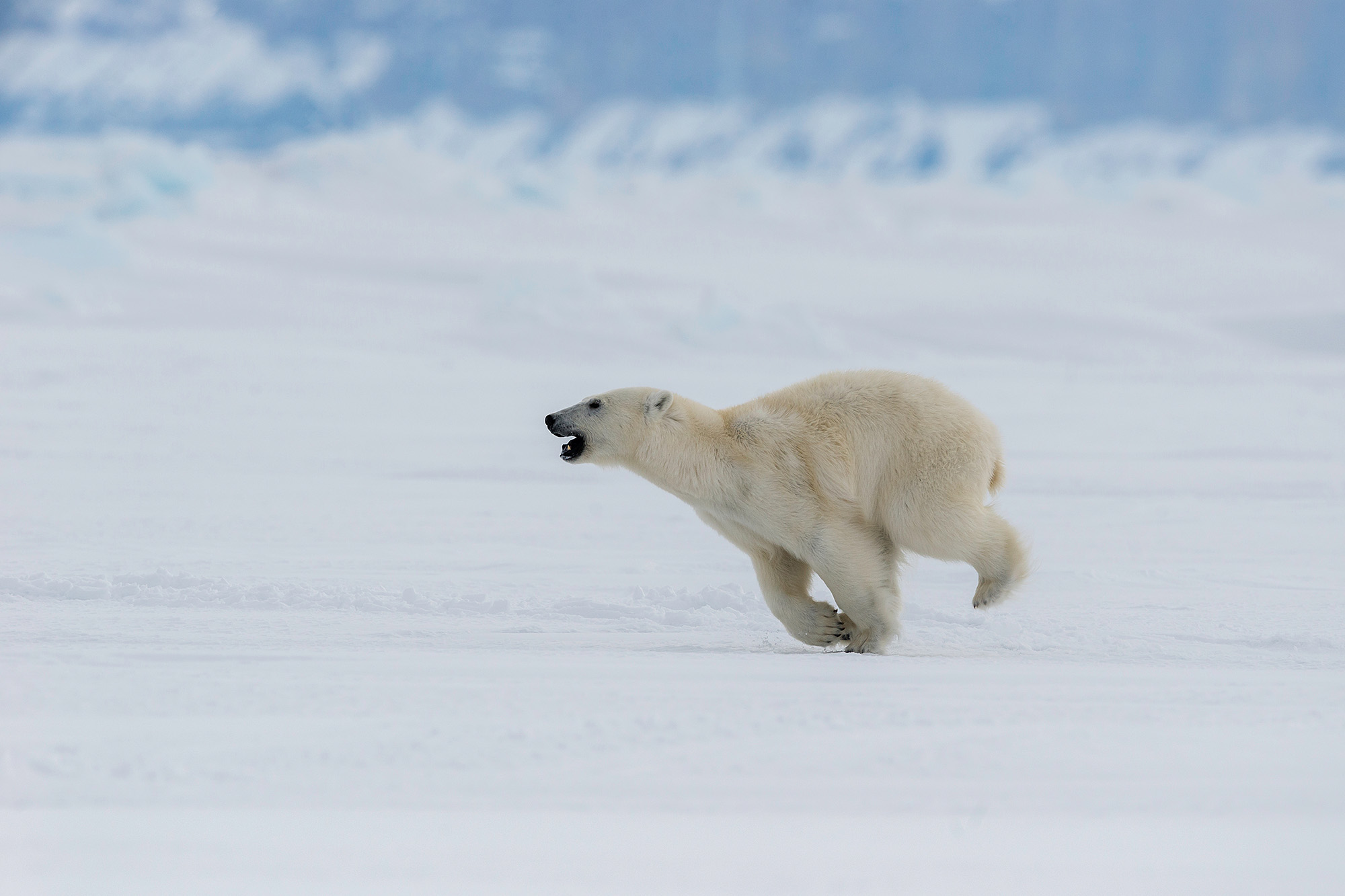 Polar,Bear,Patrolling,The,Ice,Floes,At,The,Northern,End