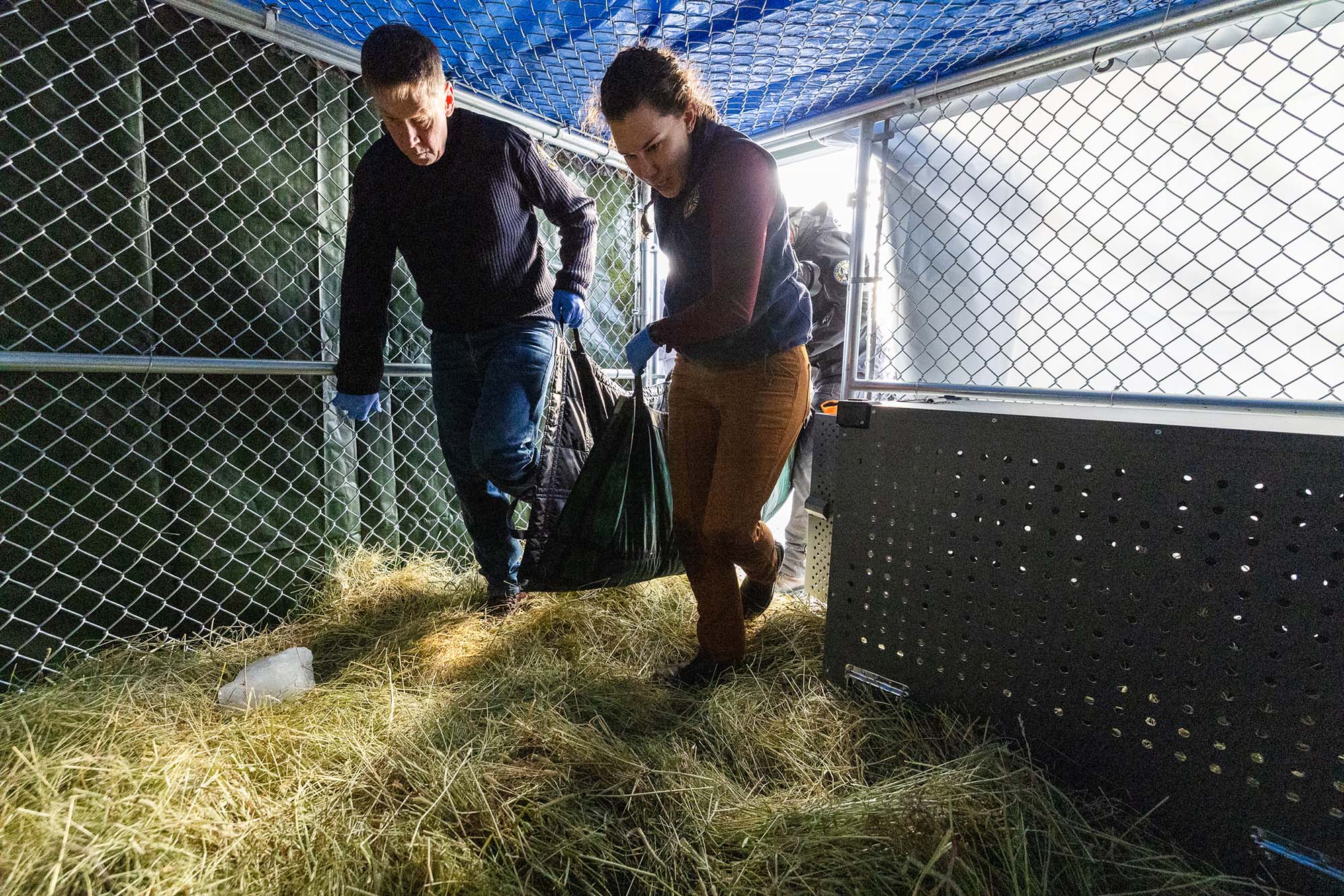 Wolves being relocated, sedated