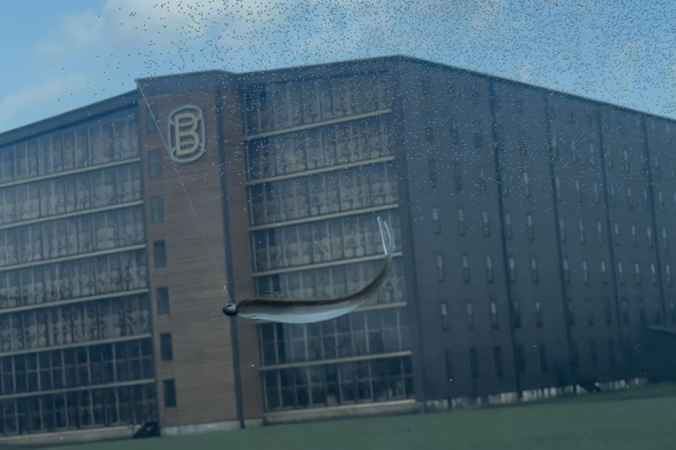 The Berkley Lab Series Minnow on a jig head swimming through a water tank.