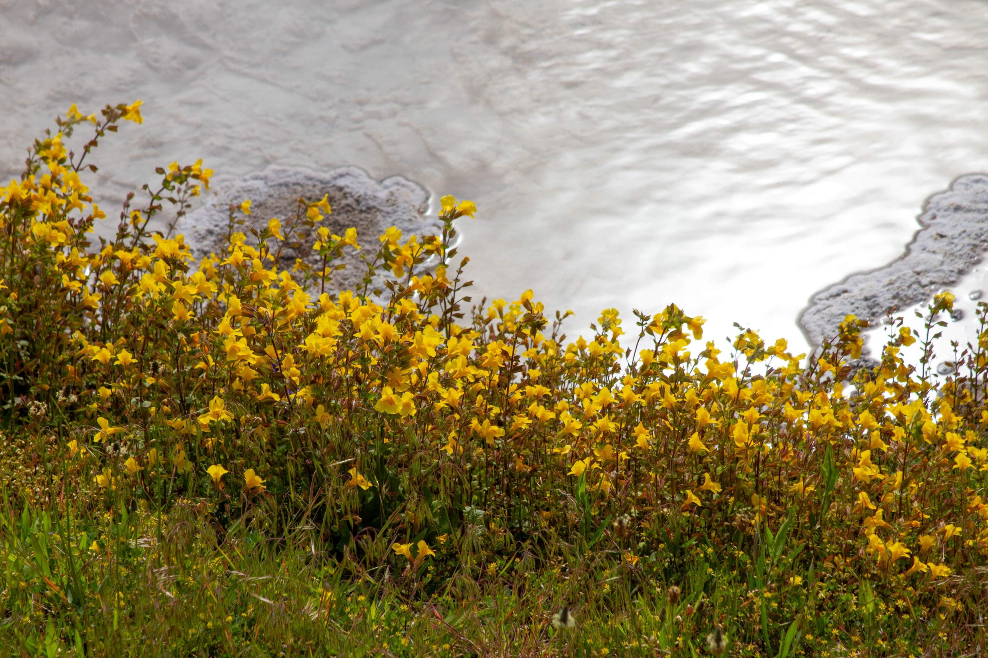 yellow flowers next to river