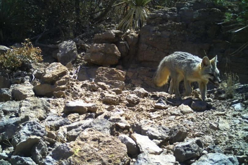 small fox walks across desert landscape