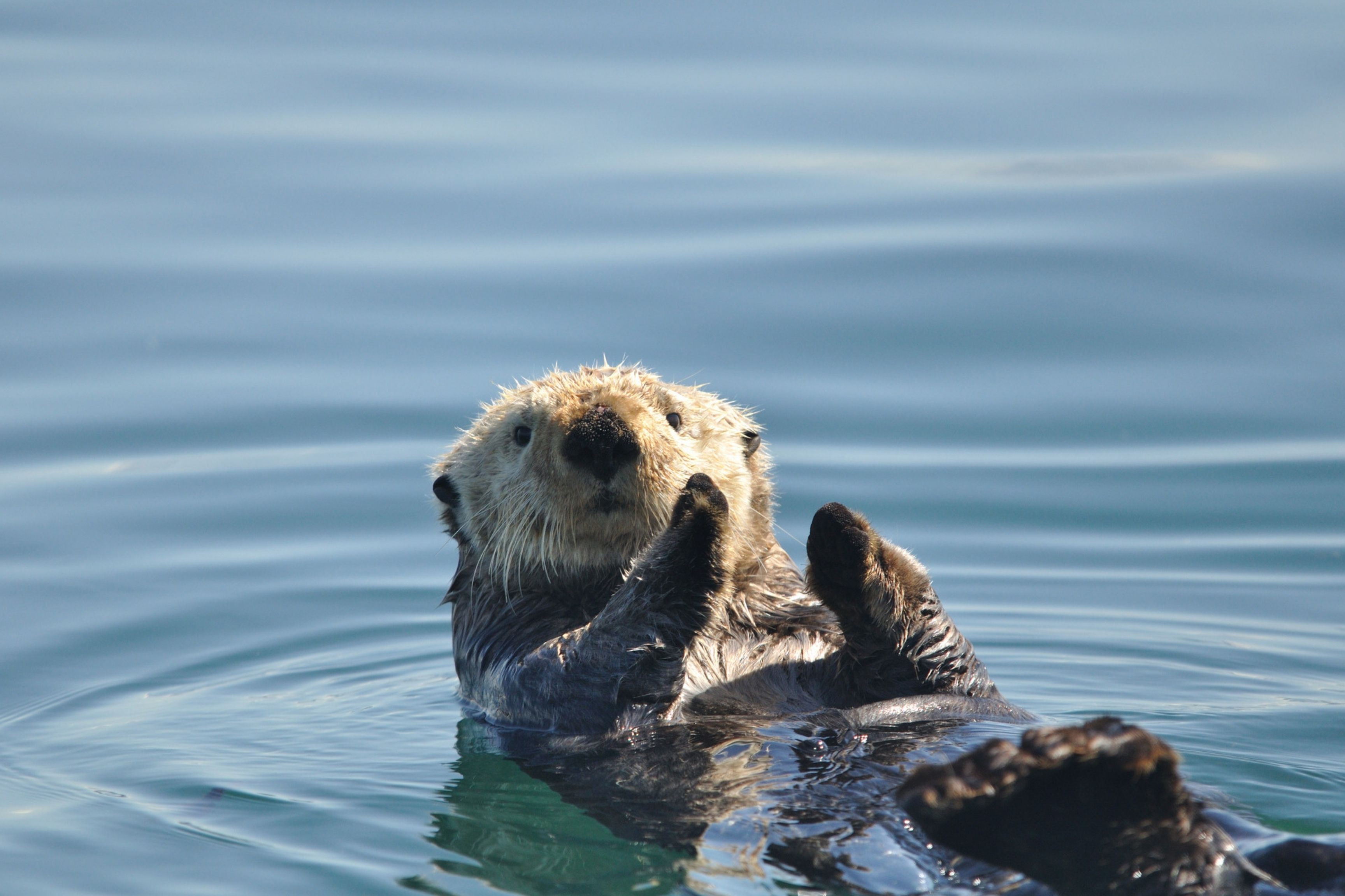 sea otter in the ocean