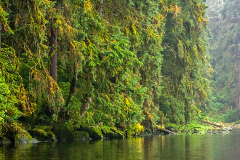 green dense forest next to stream