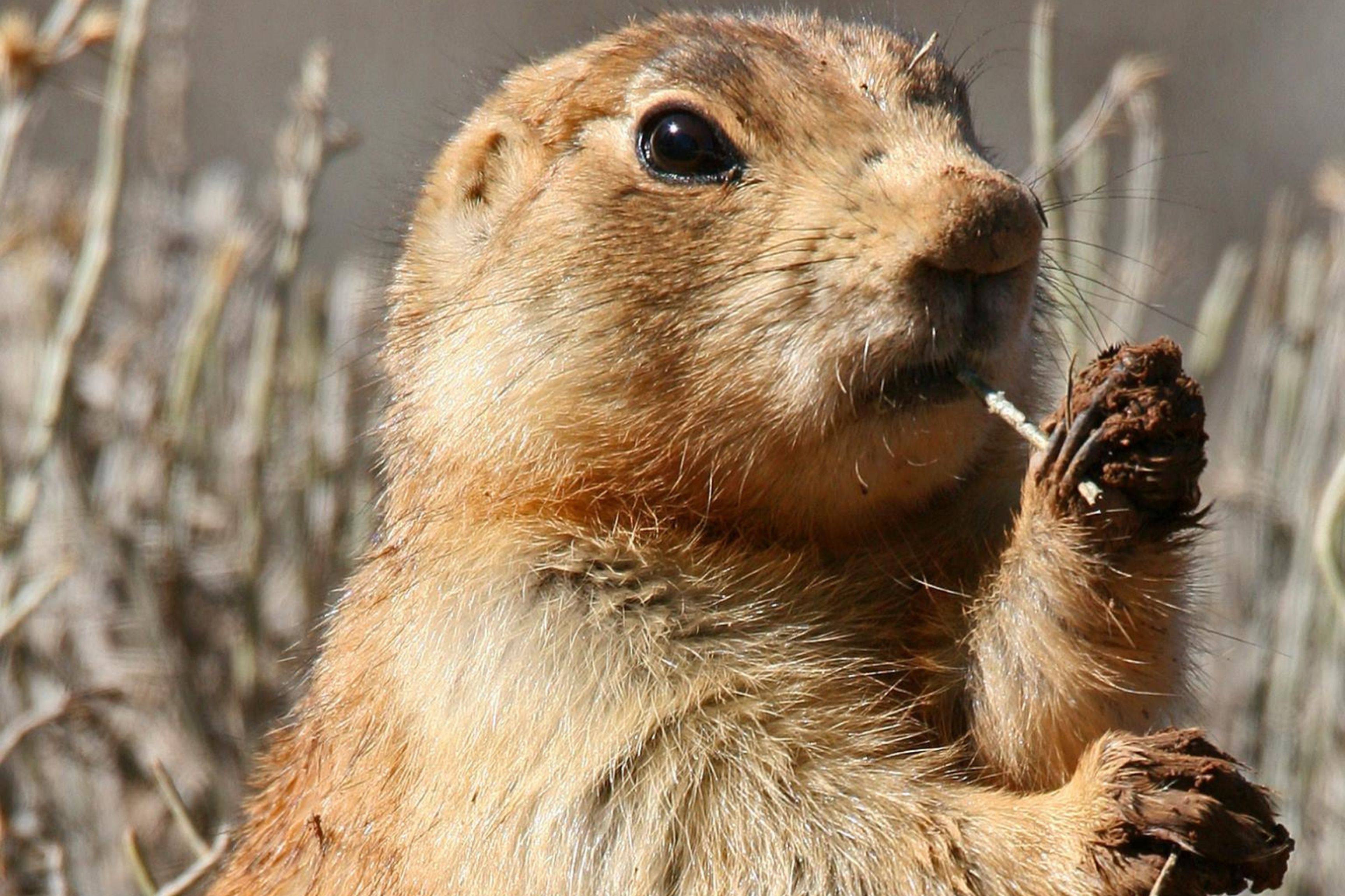 close up shot of utah prairie dog 
