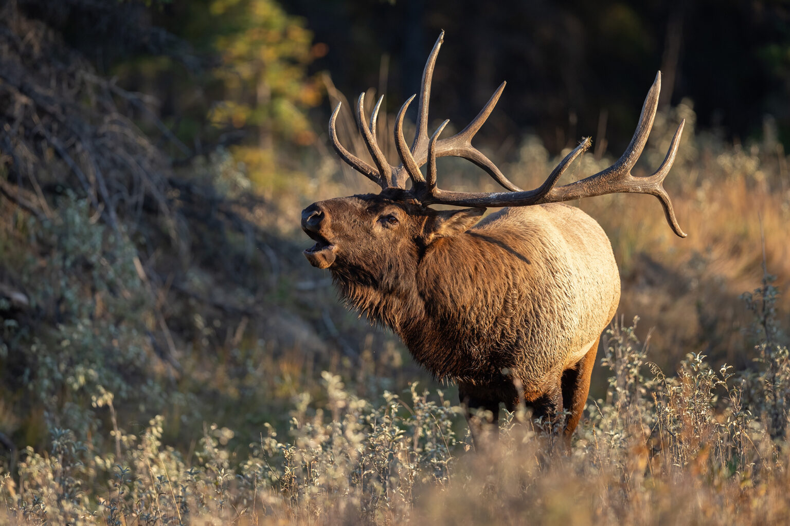 Idaho Wildlife Commissioner Faces 7 Hunting Charges in Elk Case