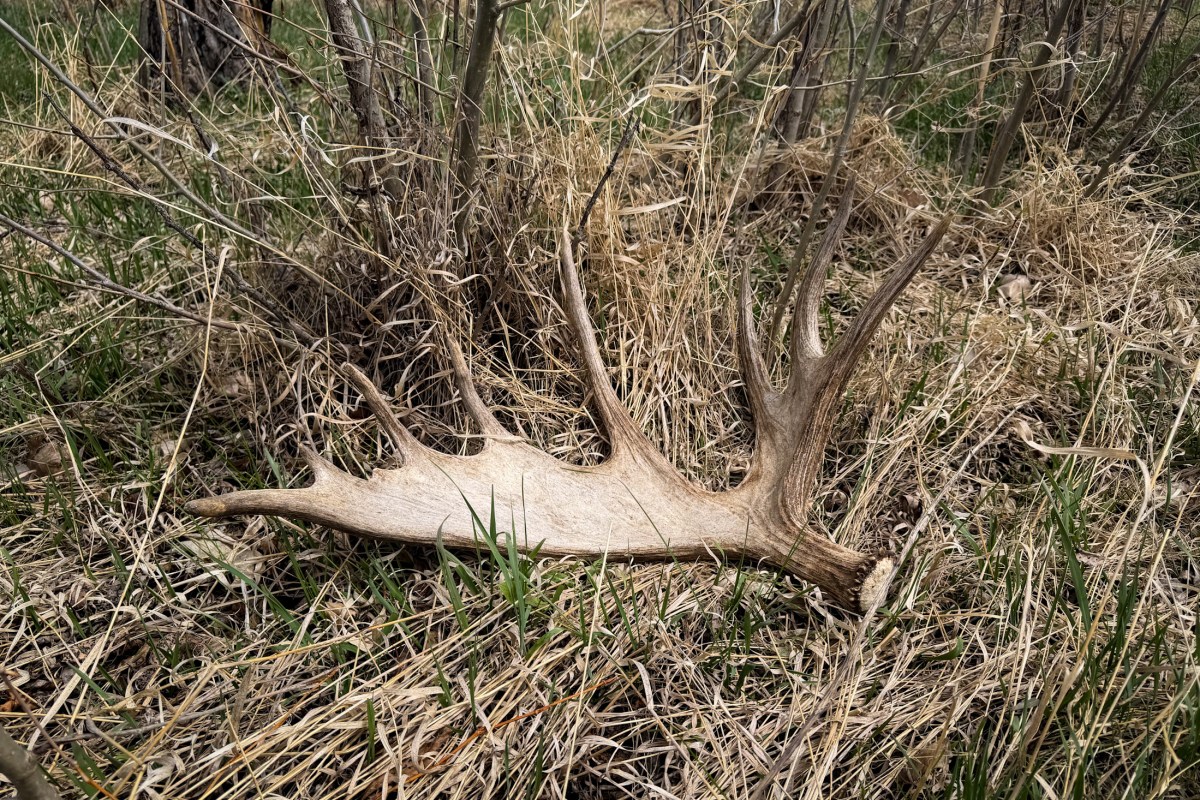 moose shed in grass