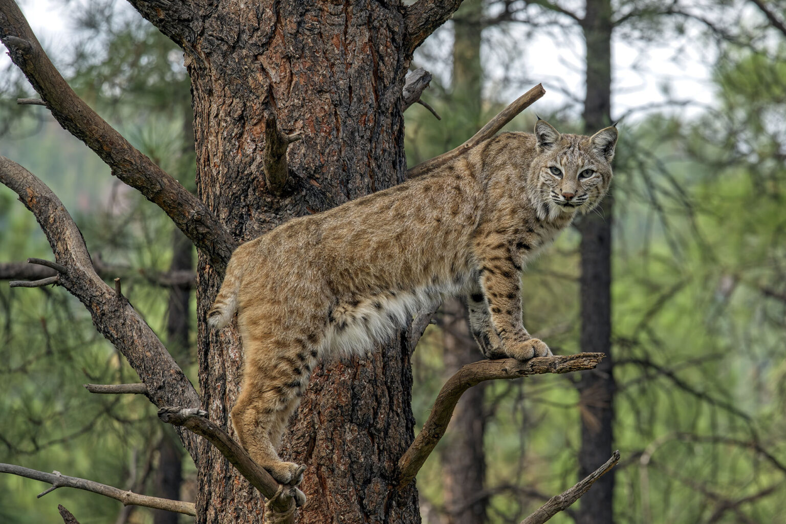Bobcat Lunges at Wisconsin Turkey Hunter During Spring Hunt