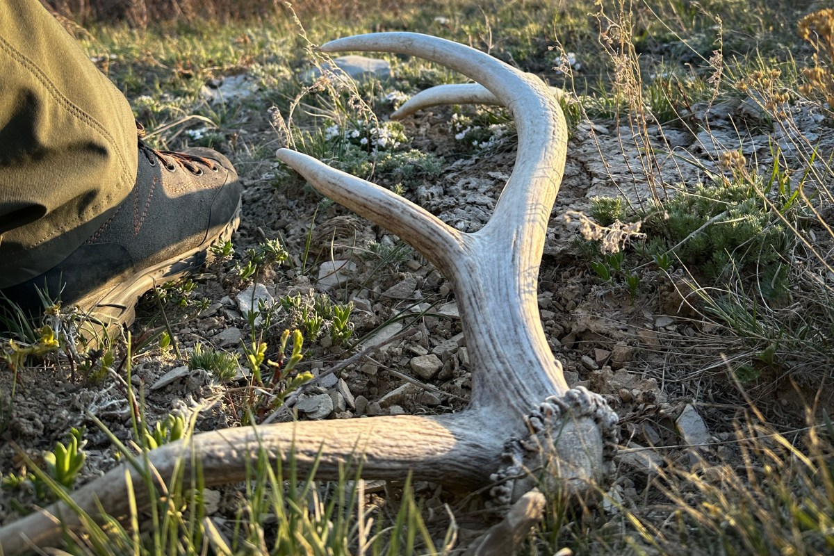 shed hunting
