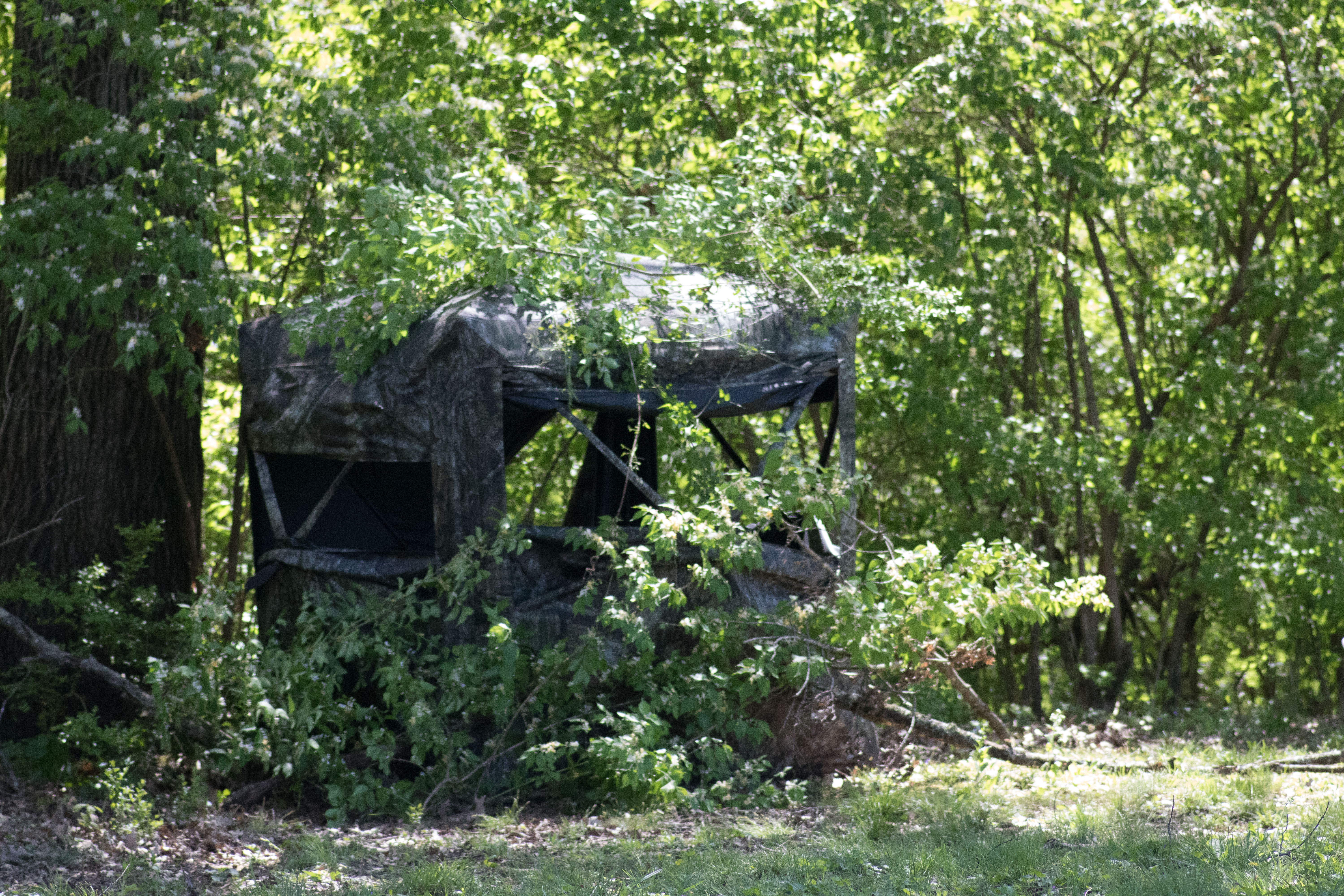 A hunting blind brushed into the surrounding woods