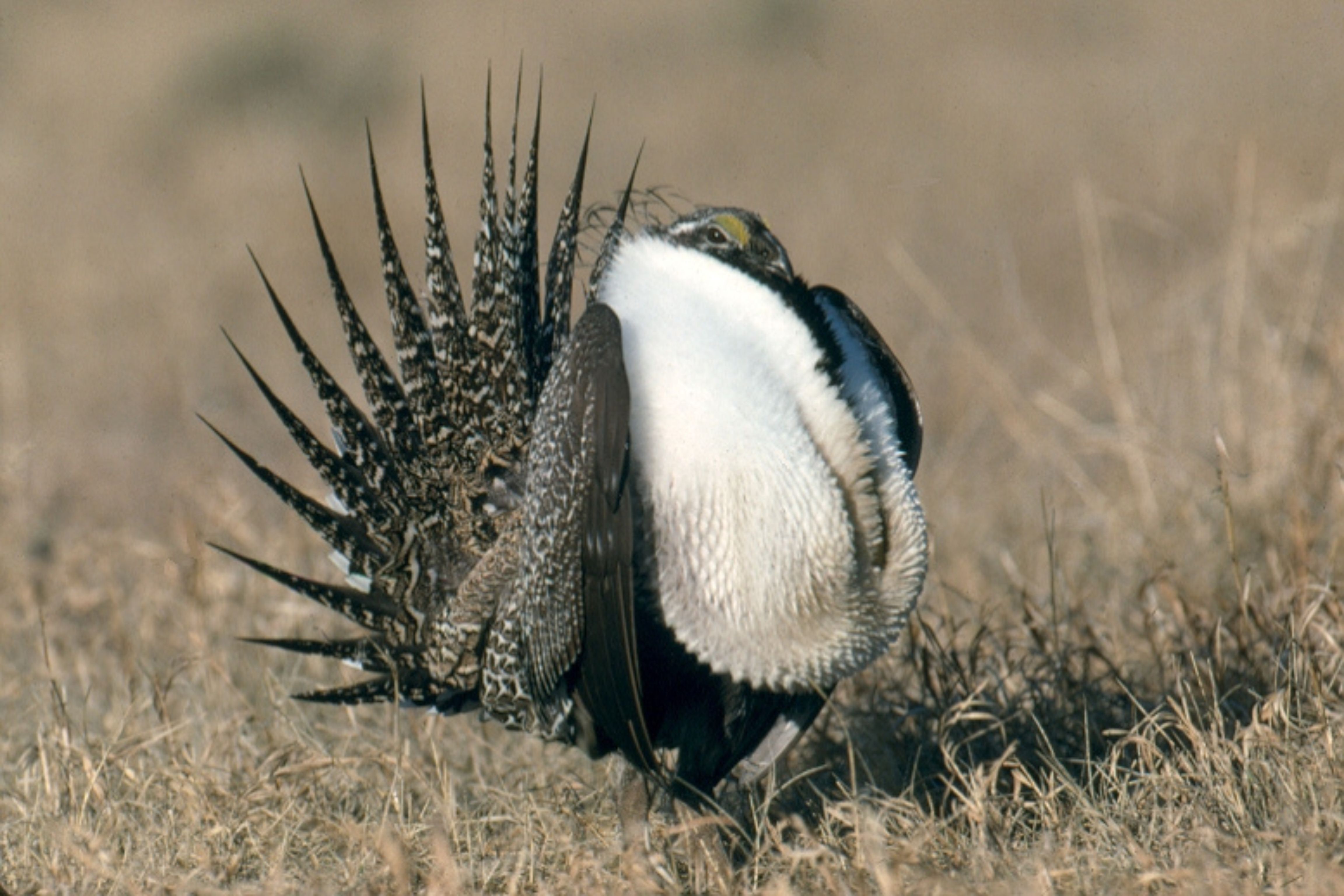 bird with feathers puffed out