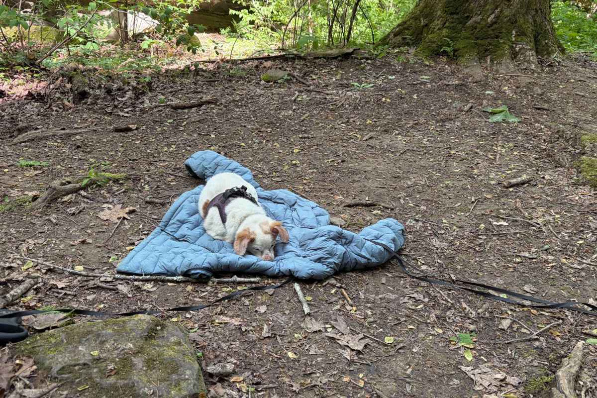dog sleeping on blue jacket