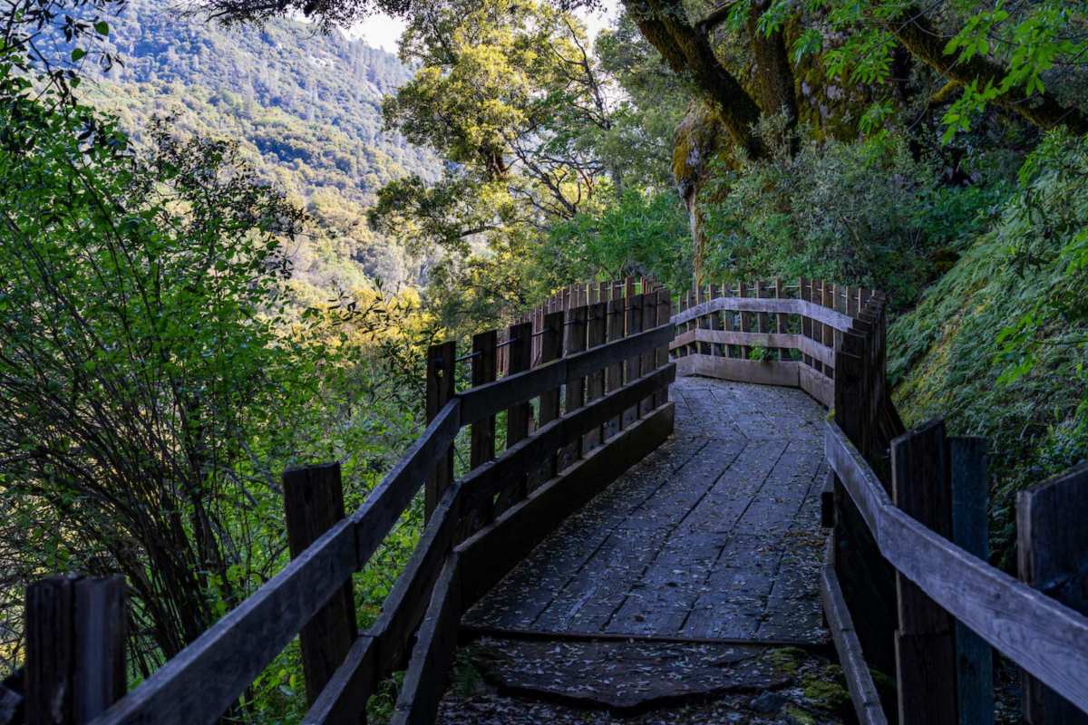wooden trail through forest