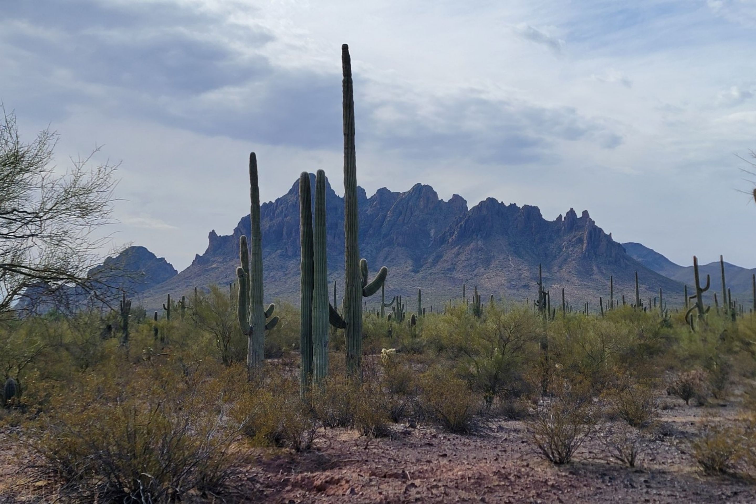 tall cacti in front of mountain