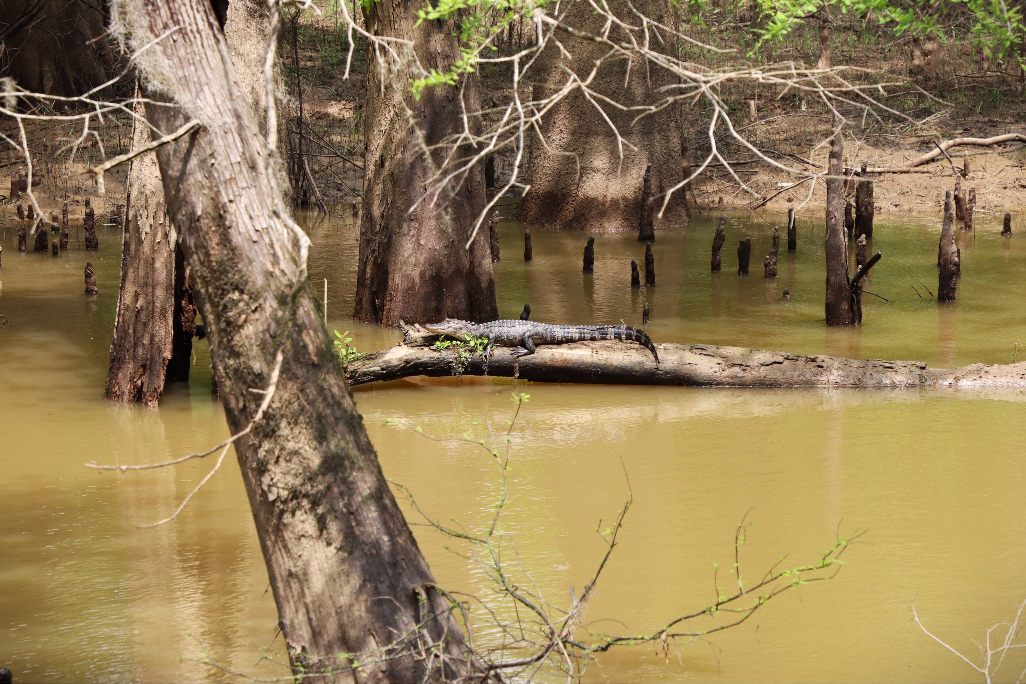 alligator on log in swamp