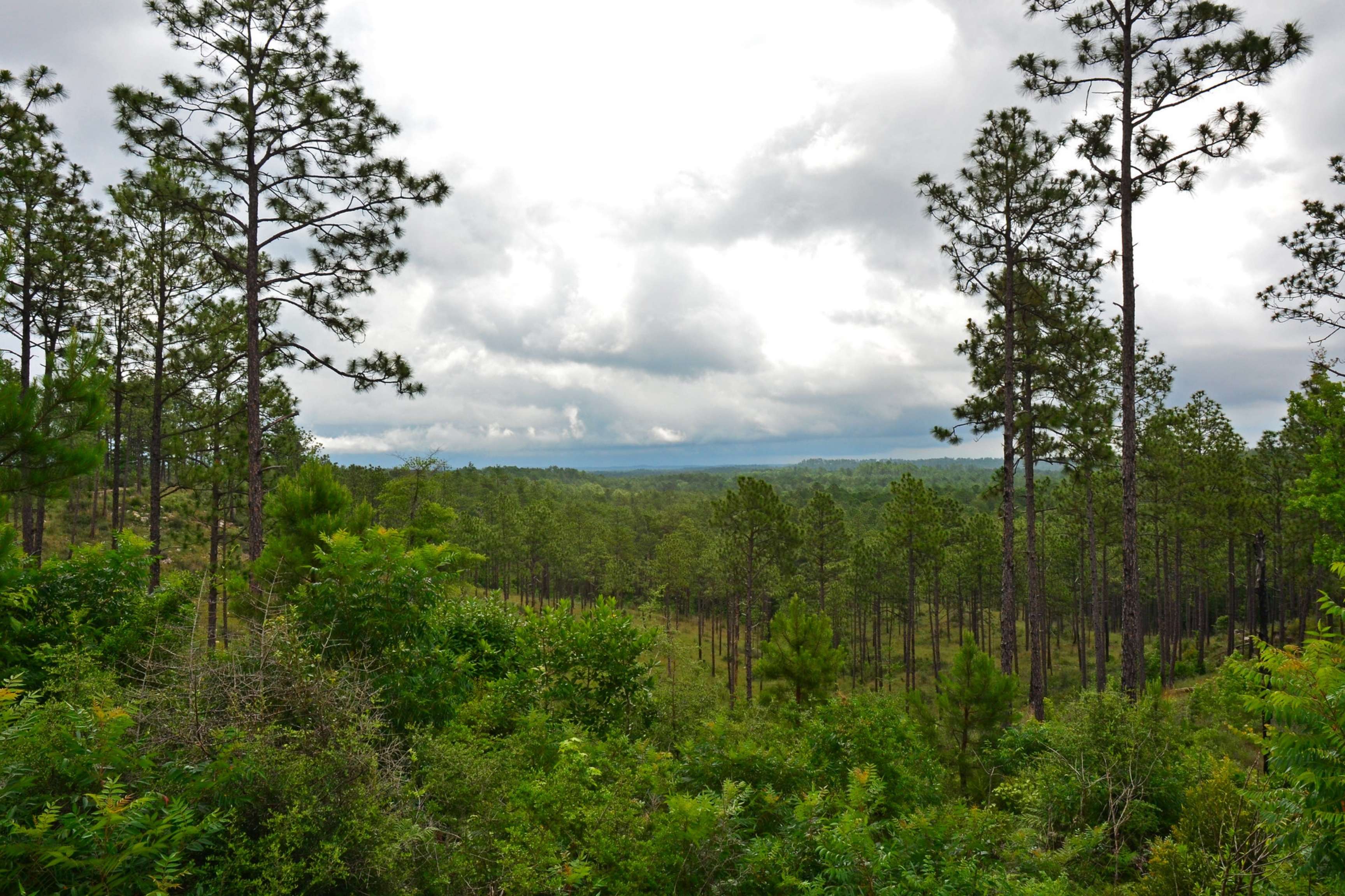 overlook of green forest