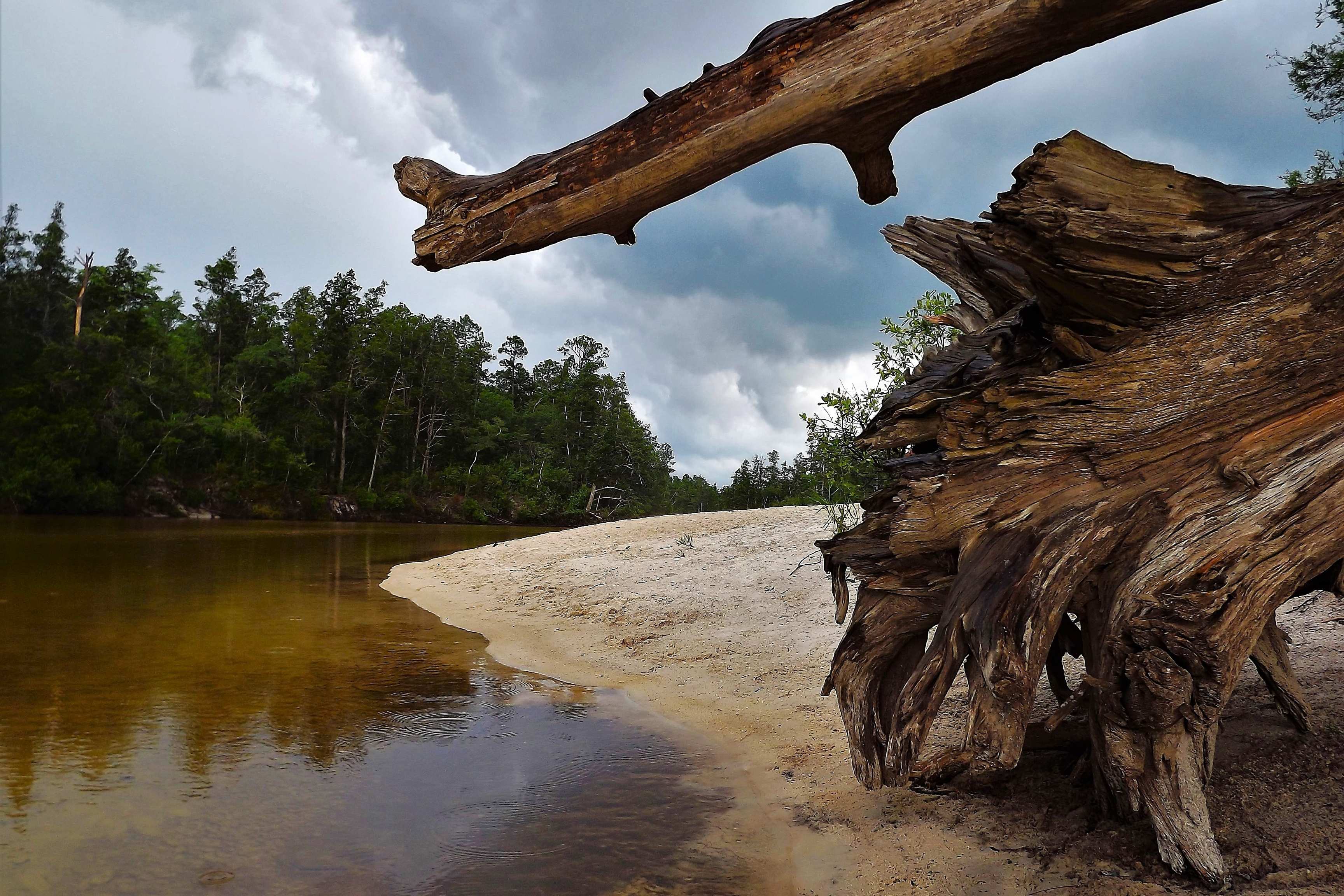 large dead tree on beach by river by forest