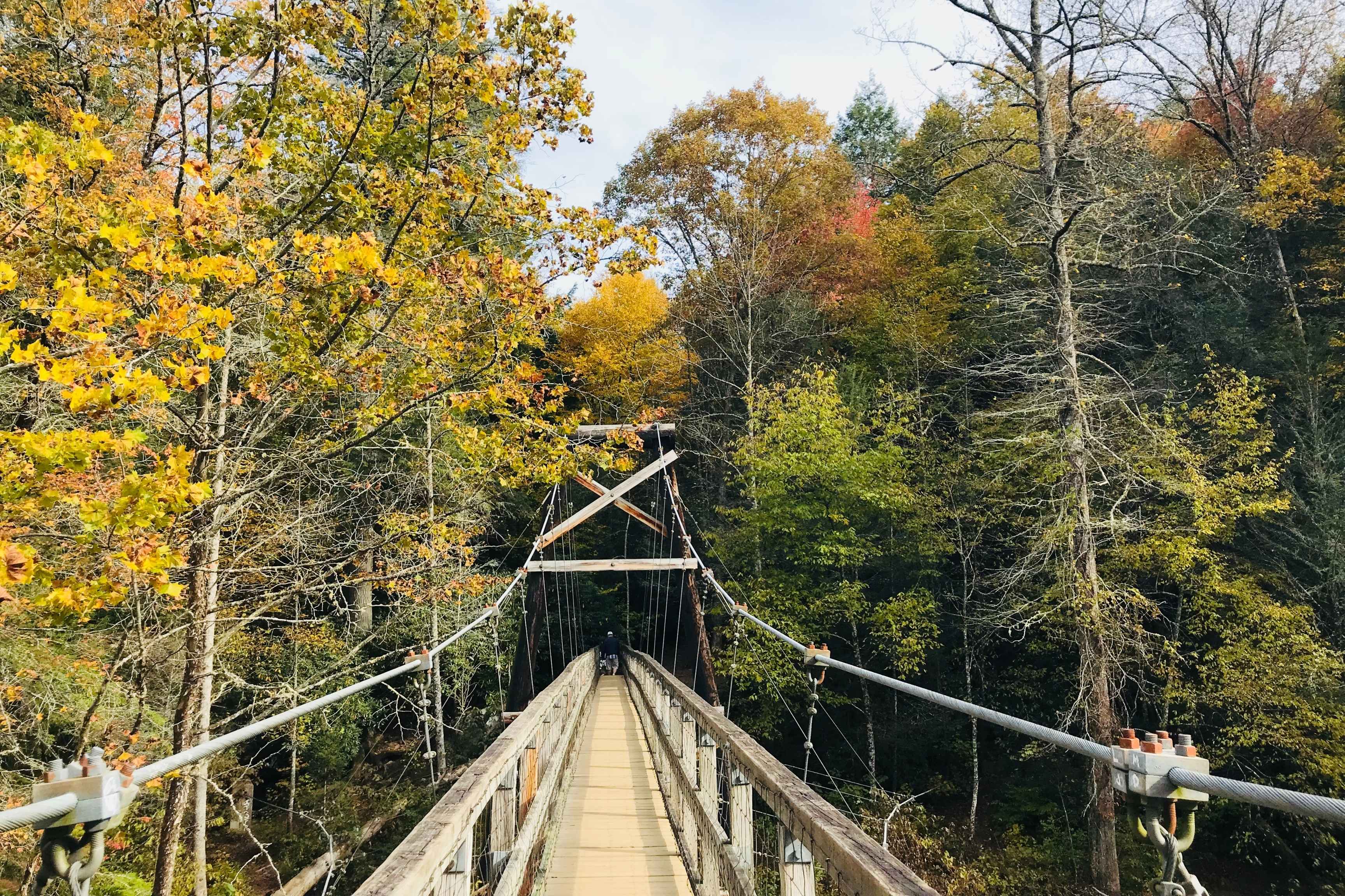 suspension bridge in forest