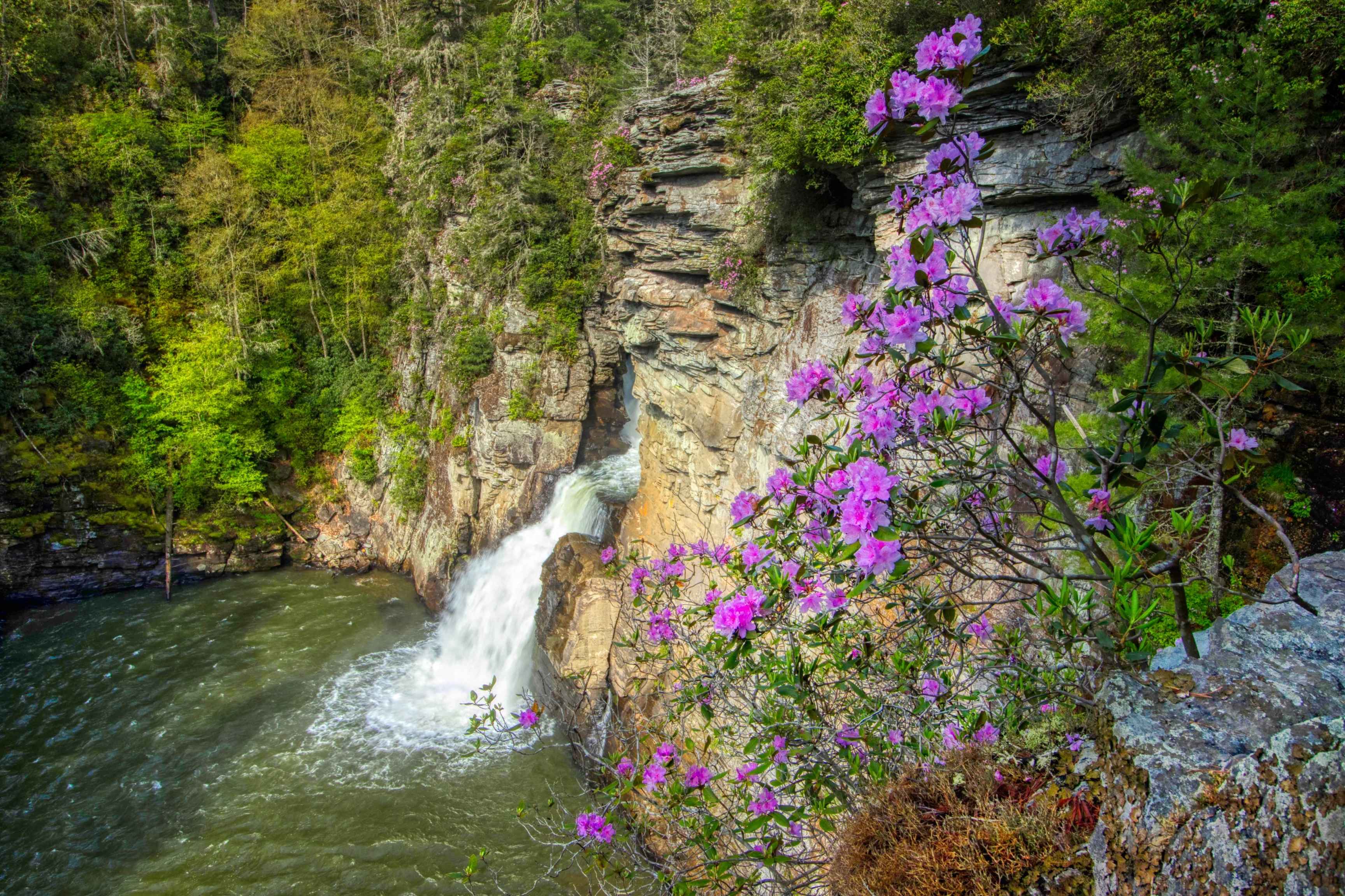 aerial view of waterfall with flowers next to it