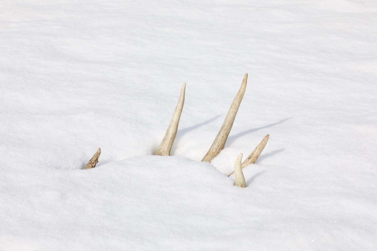 deer antler in snow