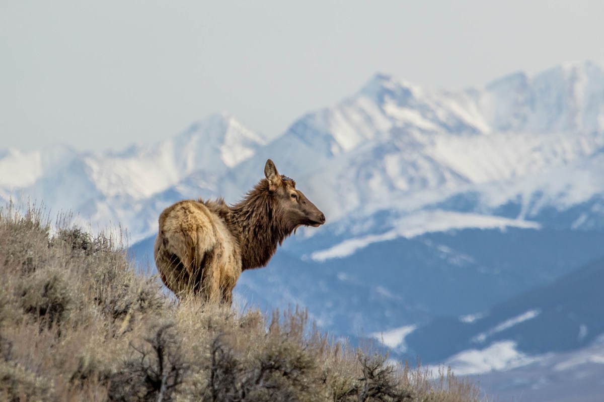 bull elk