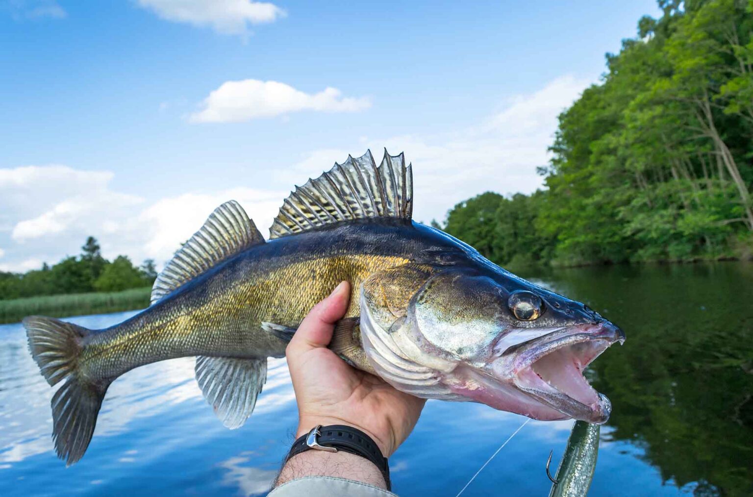 New Study Shows Montana Fish Are Full of PFAS