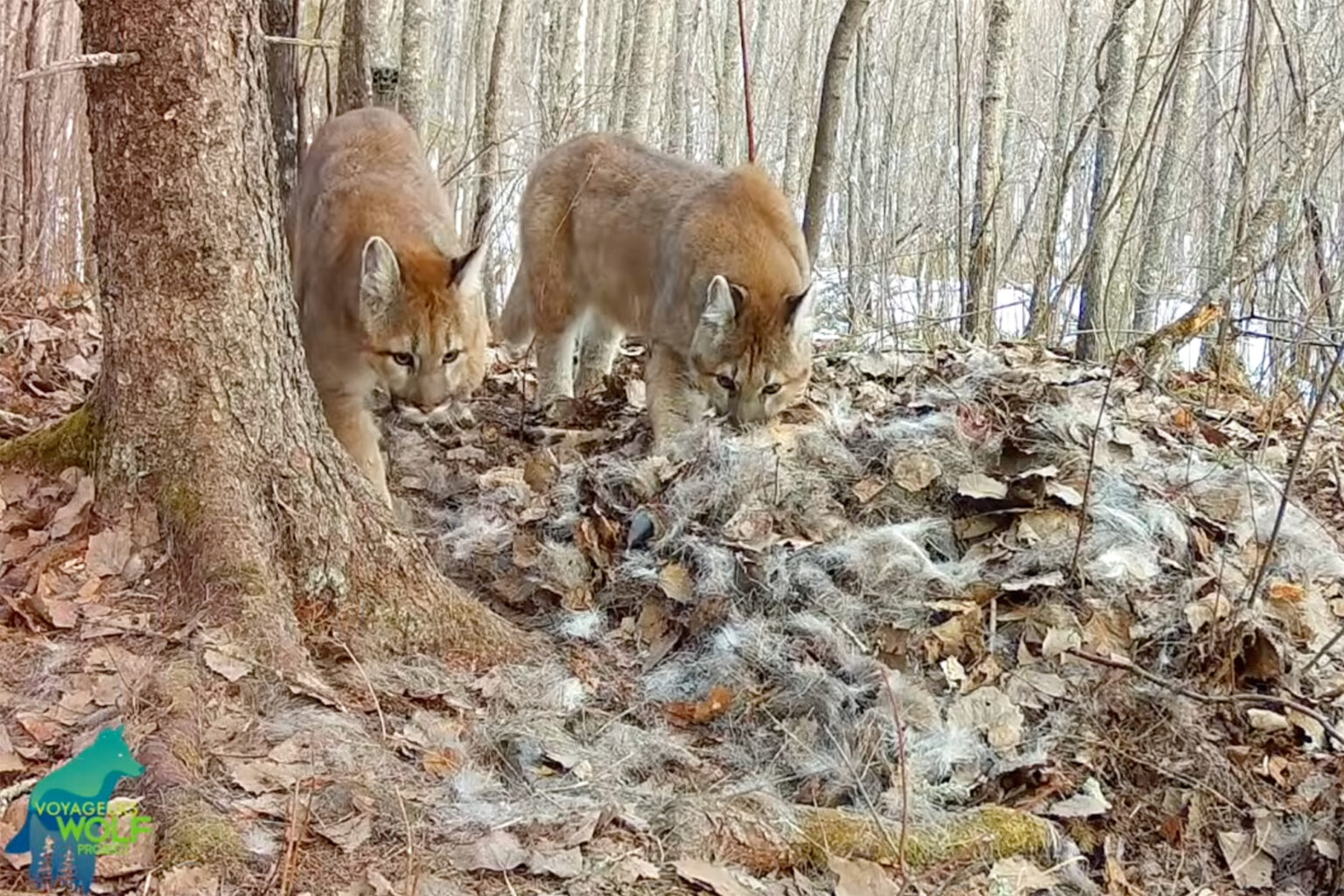Trail Cam Footage Shows Minnesota’s First Wild Cougar Kittens in More Than a Century