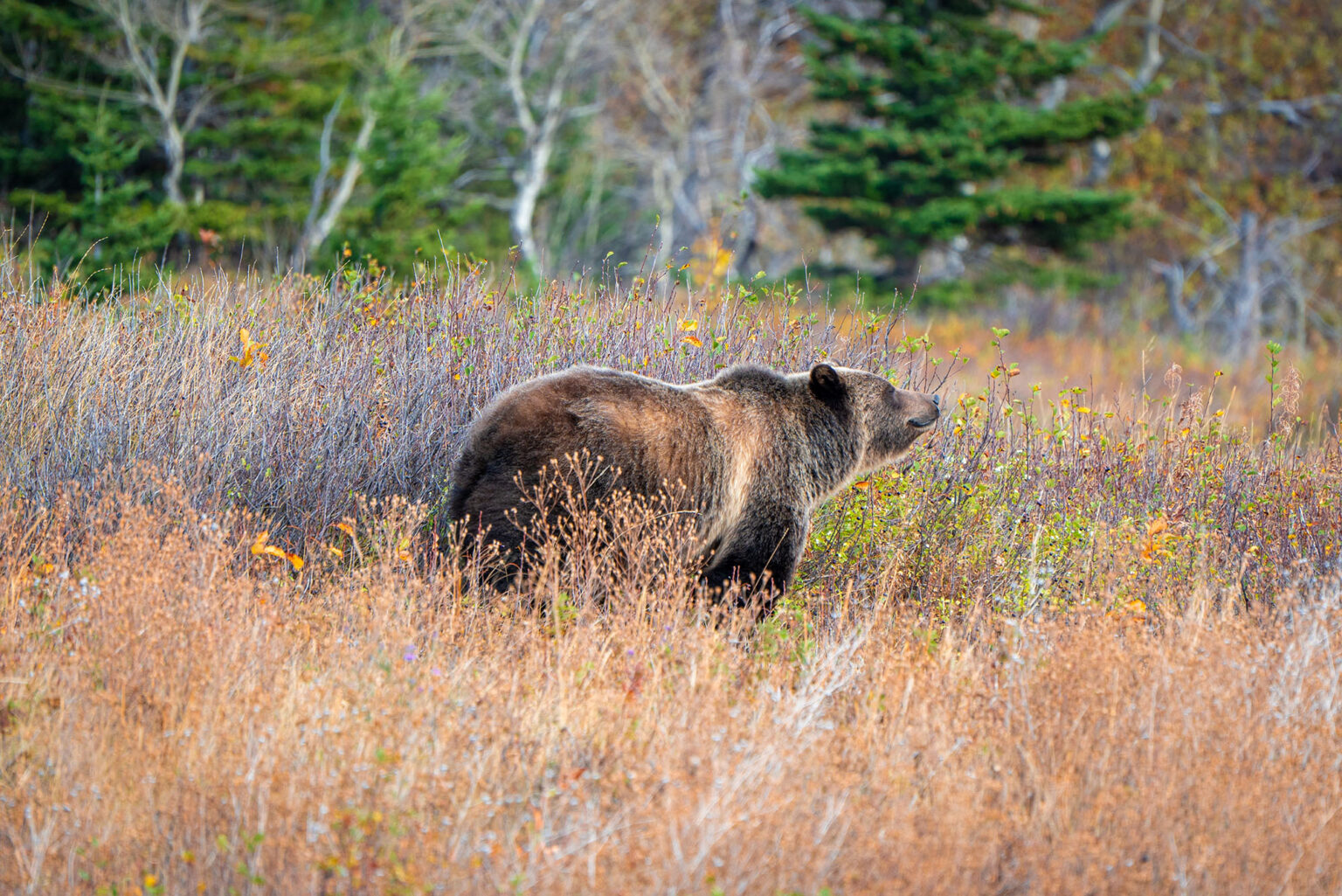 After Glacier Fatality, Zinke Moves to Strip Grizzly Bear Protections
