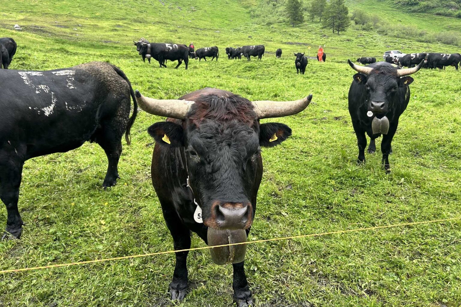 Hiker’s Death Is a Reminder That Cows Are 1,500 Pounds of Unpredictable Hiker’s Death Is a Reminder That Cows Are 1,500 Pounds of Unpredictable