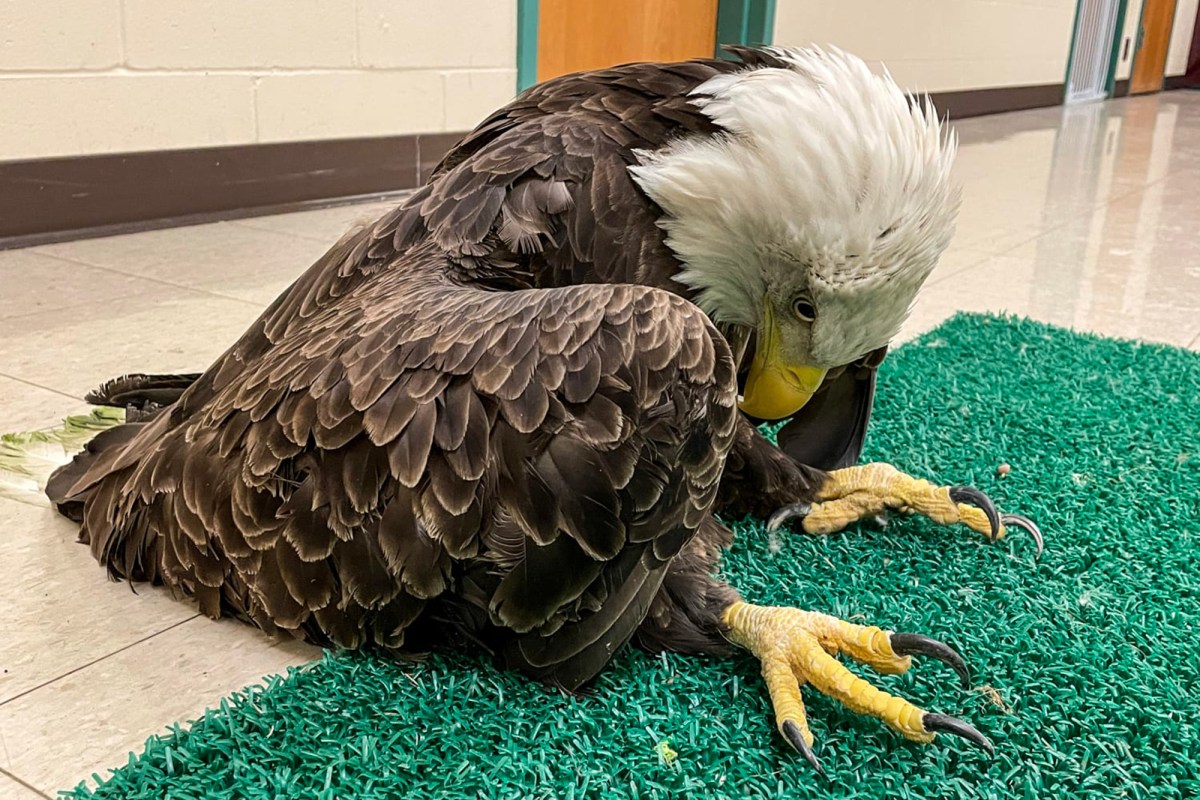 Lead Poisoned Eagle