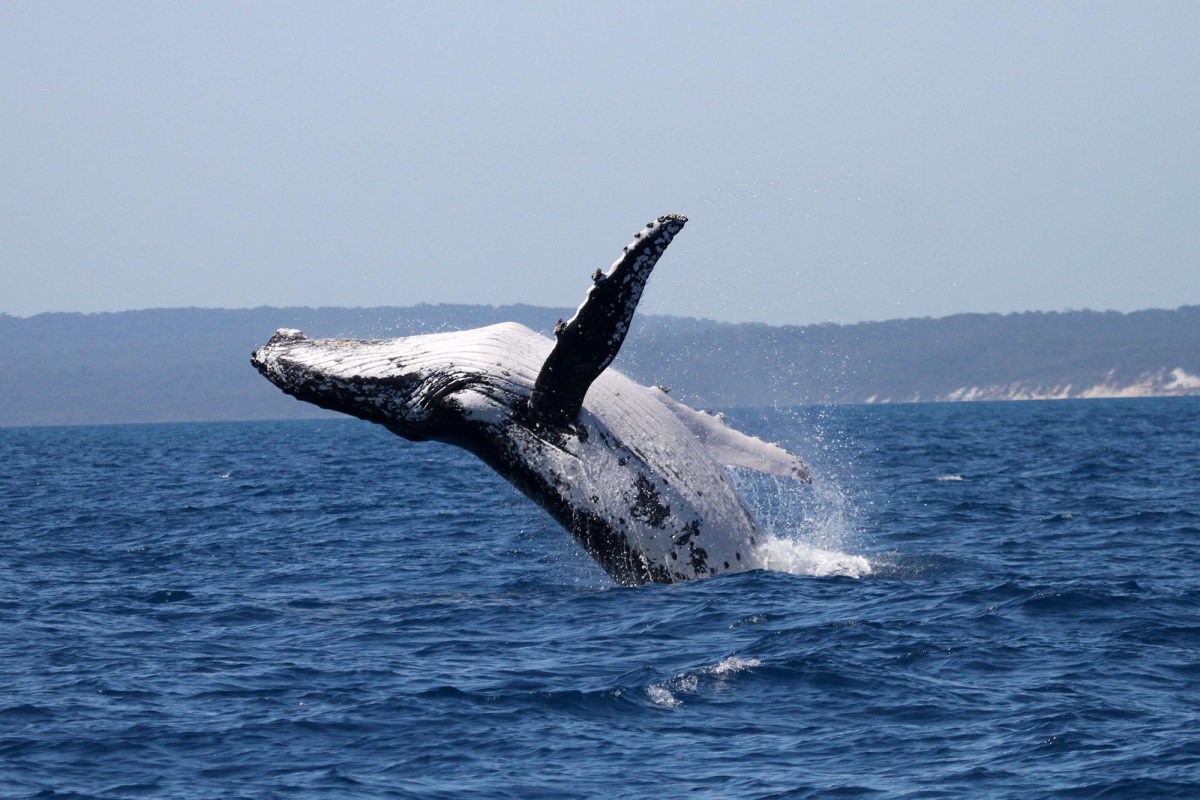 Breach-2_Credit-Pacific-Whale-Foundation