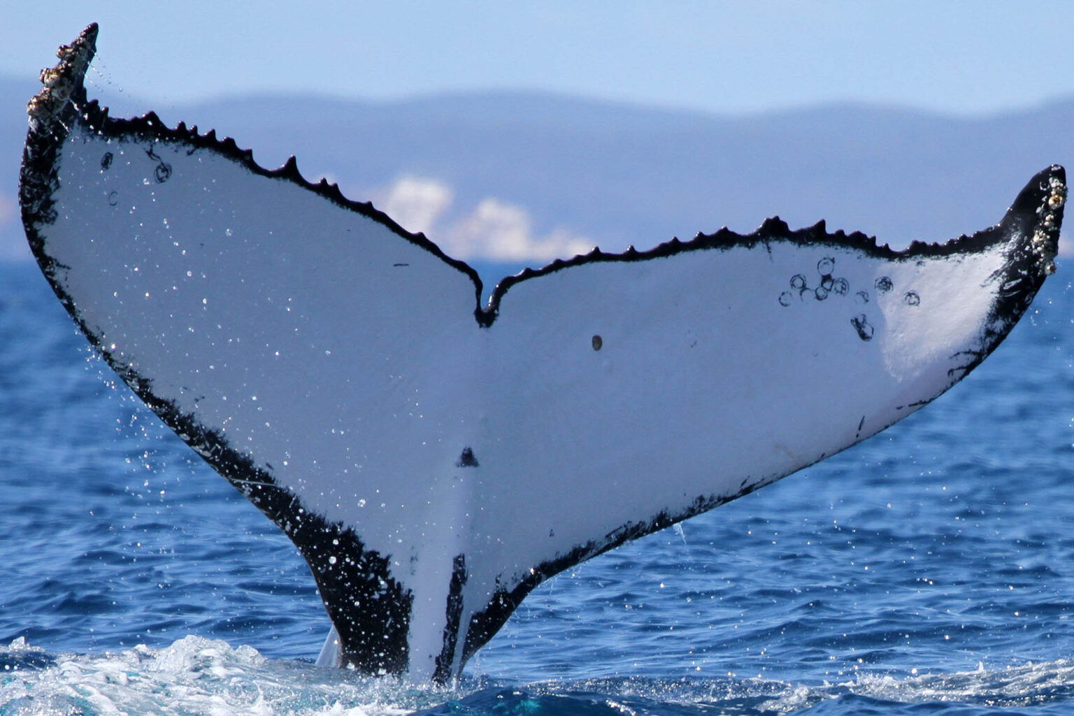Some Humpback Whales Migrate Across the Globe