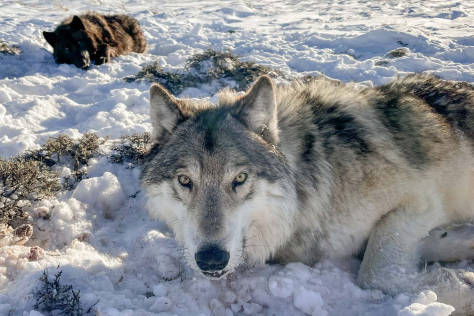 Colorado’s Wolf Report Shows New Pups, Low Adult Survival