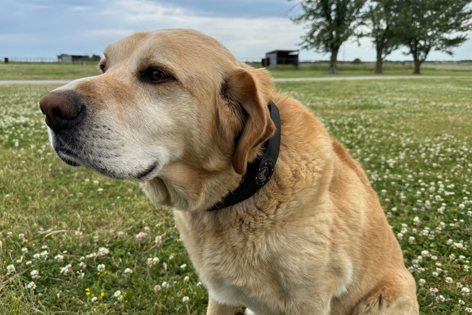 SpotOn GPS Dog Fence NOVA Review