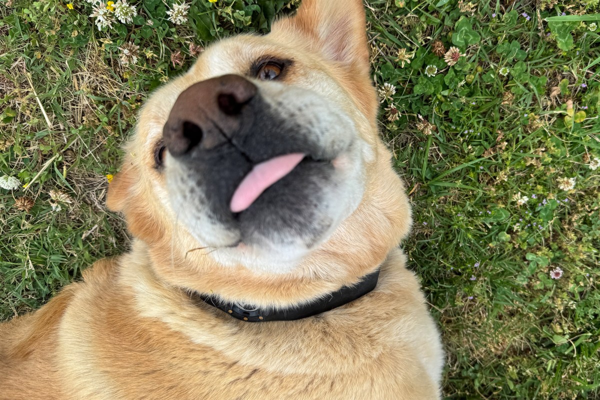 Dog wearing the SpotOn GPS Dog Fence NOVA collar while lying in the grass