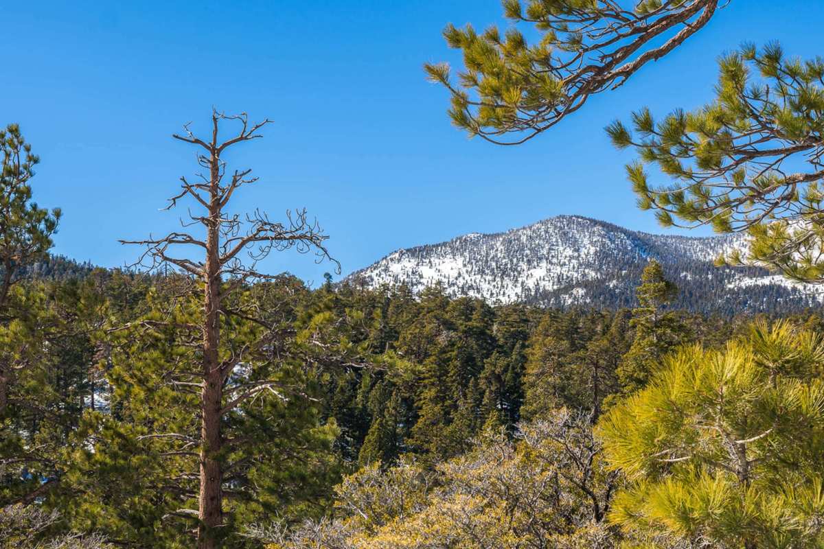 snow-capped mountain with forest below 