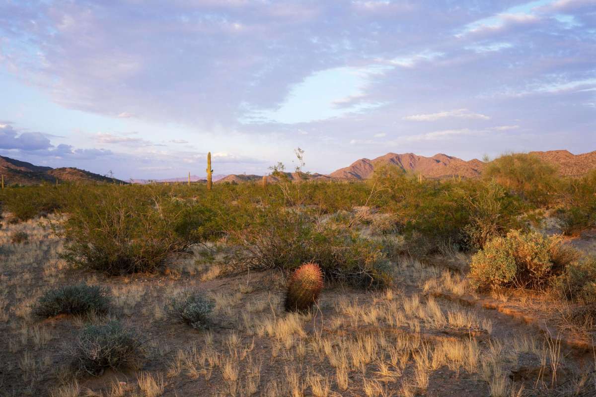 desert landscape
