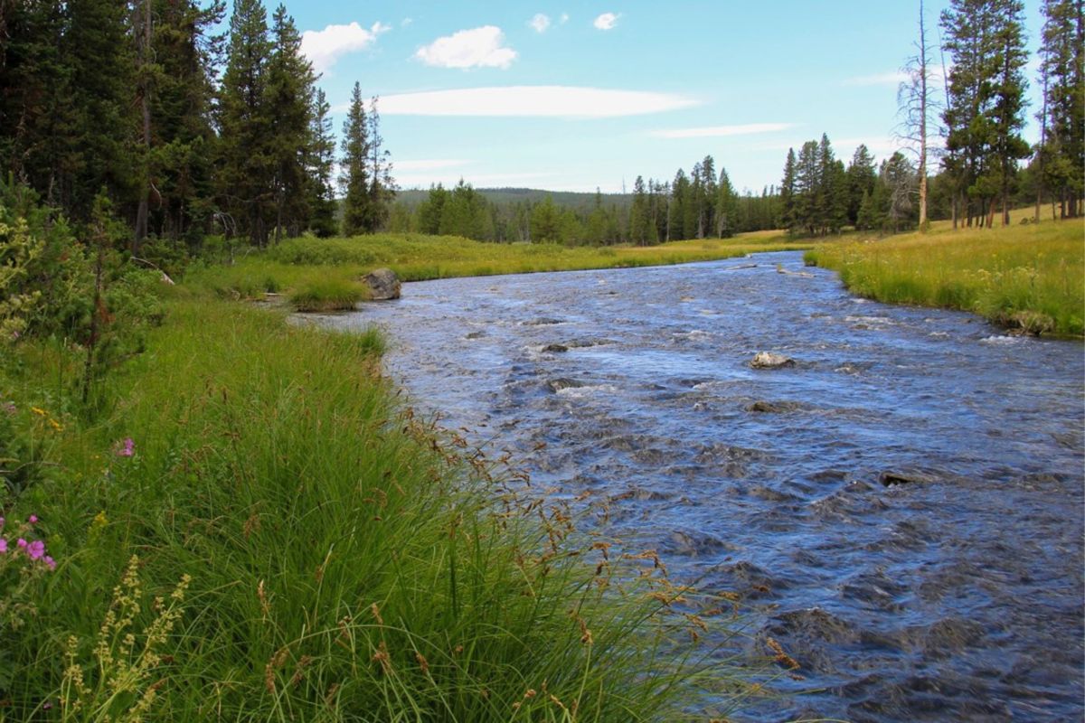 creek in the forest