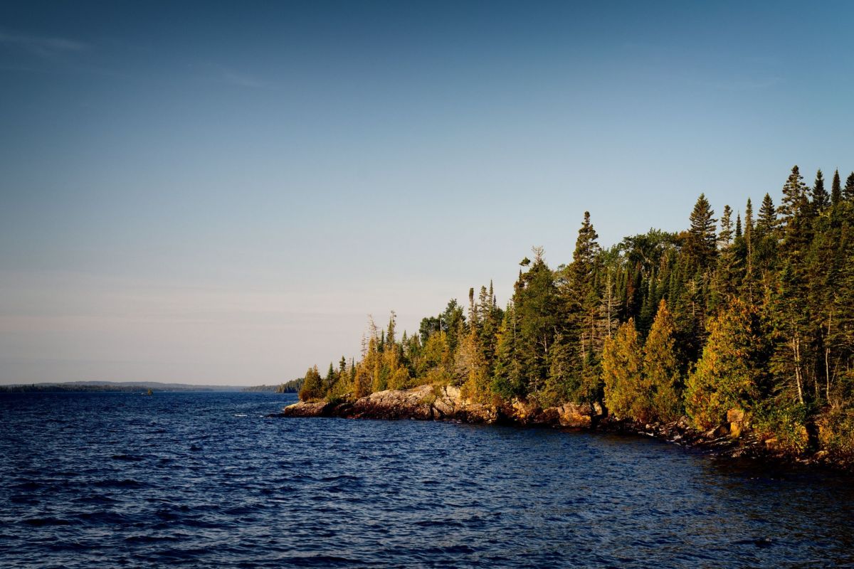 forest by lake 