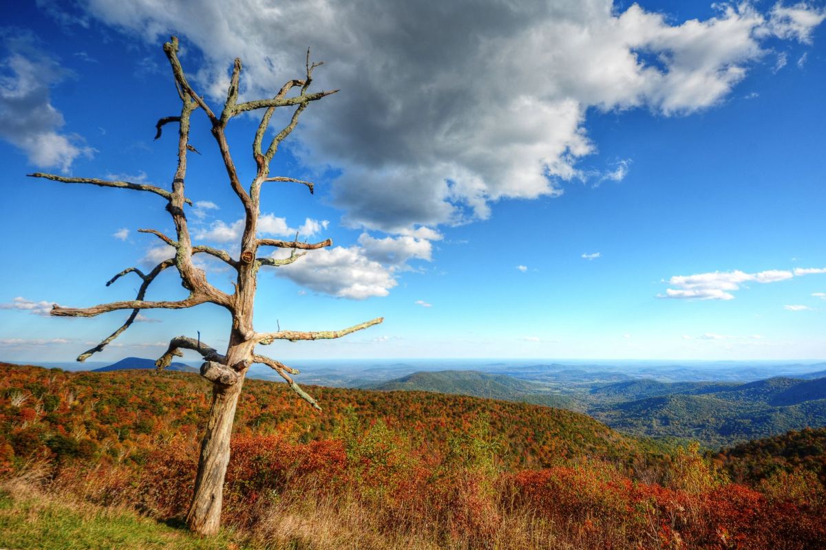overlook of mountains with trees