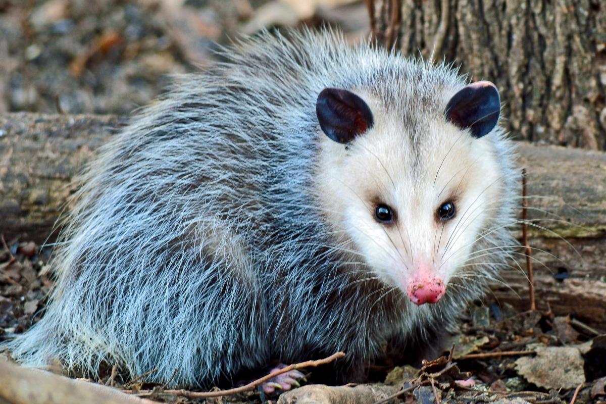 opossum outisde