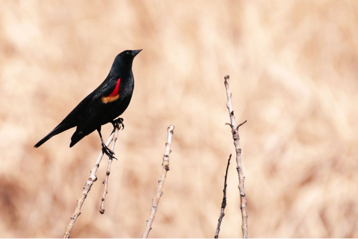 bird on tree branch